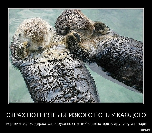 http://cs5415.vkontakte.ru/u142416489/-14/x_f2dac21f.jpg